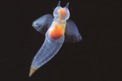 <b><font color='#FF0000'>全球十大最美海洋动物 气泡珊瑚上榜，第一被称为“冰海精灵”</font></b>