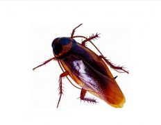 <b><font color='#FF0000'>世界上最大的蟑螂，东方蜚蠊（长达10厘米）</font></b>