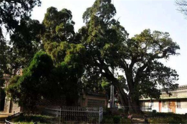 世界最贵的十大树 雅安红豆树上榜，第二被称为神树